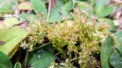 Cladonia verticillata