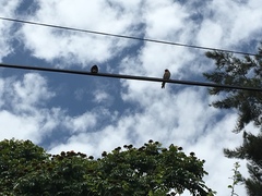 Haemorhous mexicanus