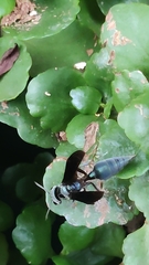 Synoeca septentrionalis