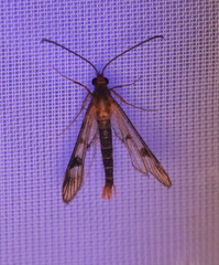 Synanthedon acerni
