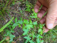 Sericocarpus asteroides