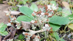Cladonia gracilis