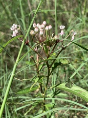 Asclepias perennis