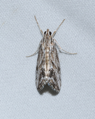 Evergestis simulatilis