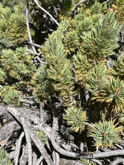Pinus aristata