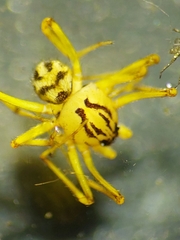 Scytodidae