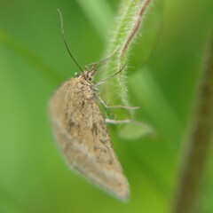 Pyrausta aerealis
