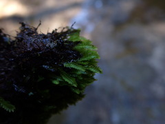 Fissidens osmundioides