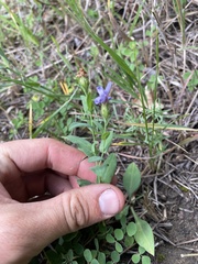 Symphyotrichum laeve