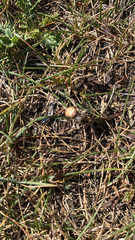 Araneus