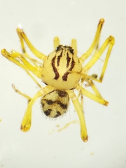 Scytodidae