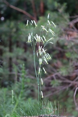 Silene chlorantha