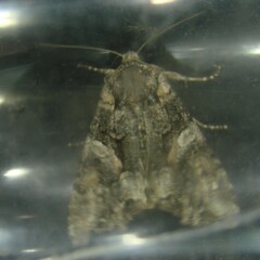Lacanobia contigua
