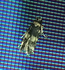 Oegoconia novimundi
