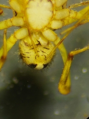 Scytodidae