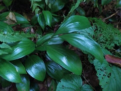 Ruscus colchicus