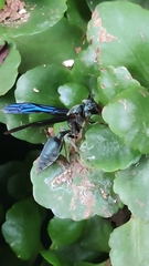 Synoeca septentrionalis