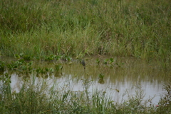 Saltator coerulescens