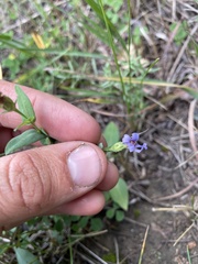 Symphyotrichum laeve