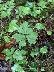 Osmorhiza berteroi
