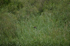 Amblyramphus holosericeus