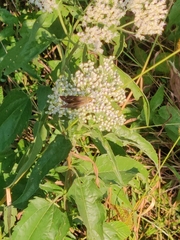 Polistes rubiginosus