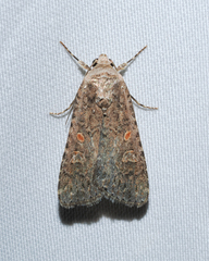 Spodoptera exigua