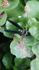 Synoeca septentrionalis