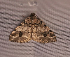 Macaria pinistrobata