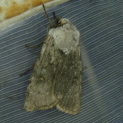 Agrotis simplonia