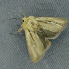 Mythimna anderreggii