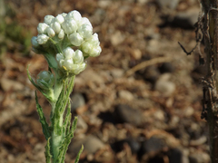 Gnaphalium robustum