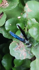 Synoeca septentrionalis