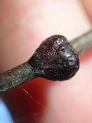 Neopulvinaria innumerabilis