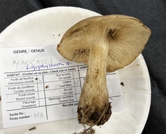 Lyophyllum