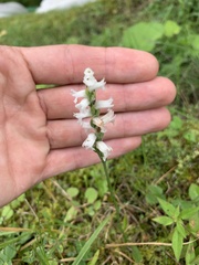 Spiranthes cernua