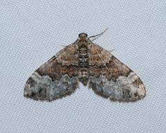 Euphyia intermediata