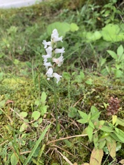 Spiranthes cernua