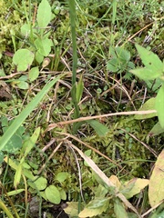 Spiranthes cernua