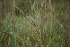 Embernagra platensis