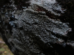 Pertusaria pertusa