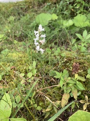 Spiranthes cernua