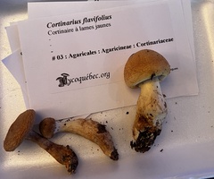 Cortinarius flavifolius