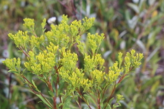 Solidago ohioensis