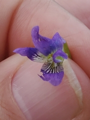 Viola fimbriatula