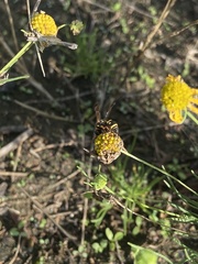 Parancistrocerus fulvipes