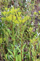 Solidago ohioensis