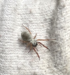 Trachelas tranquillus