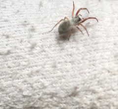 Trachelas tranquillus