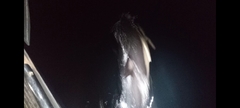 Delphinus